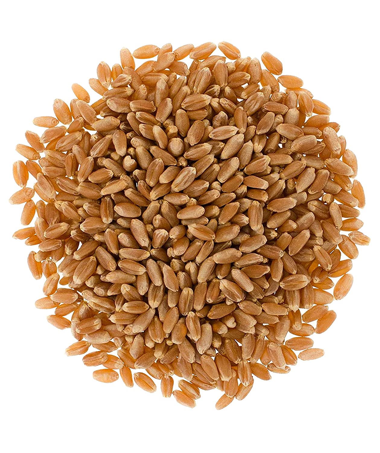Hard Red Winter Wheat Berries | Family Farmed in Washington State | Non-GMO Project Verified | 5 LBS | 100% Non-Irradiated | Certified Kosher Parve | Field Traced | Burlap Bag